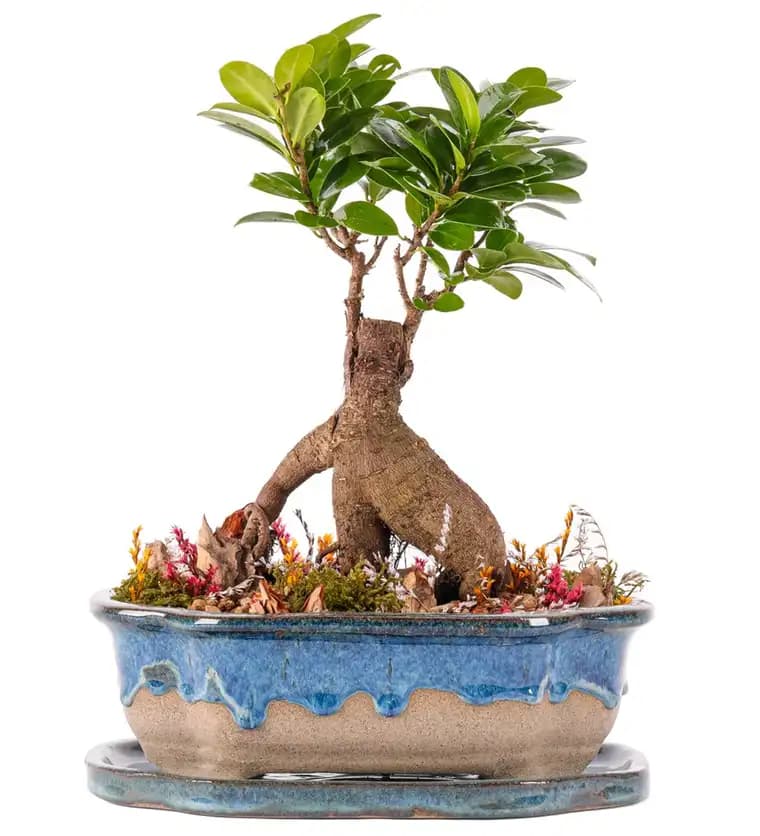 Art of Ceramic Series - Ficus Ginseng Bonsai Tasarım - Bartın çiçek siparişi