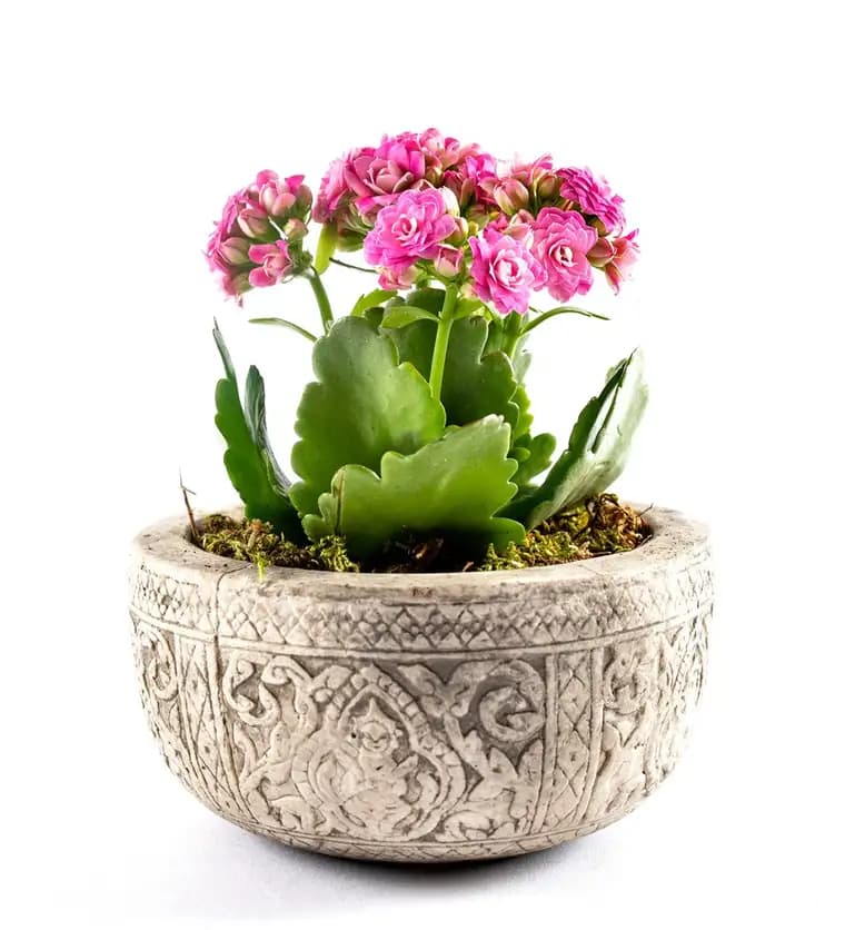 Kayıp Hazineler Serisi Kalanchoe Tasarım - Pembe - Sivas çiçek siparişi