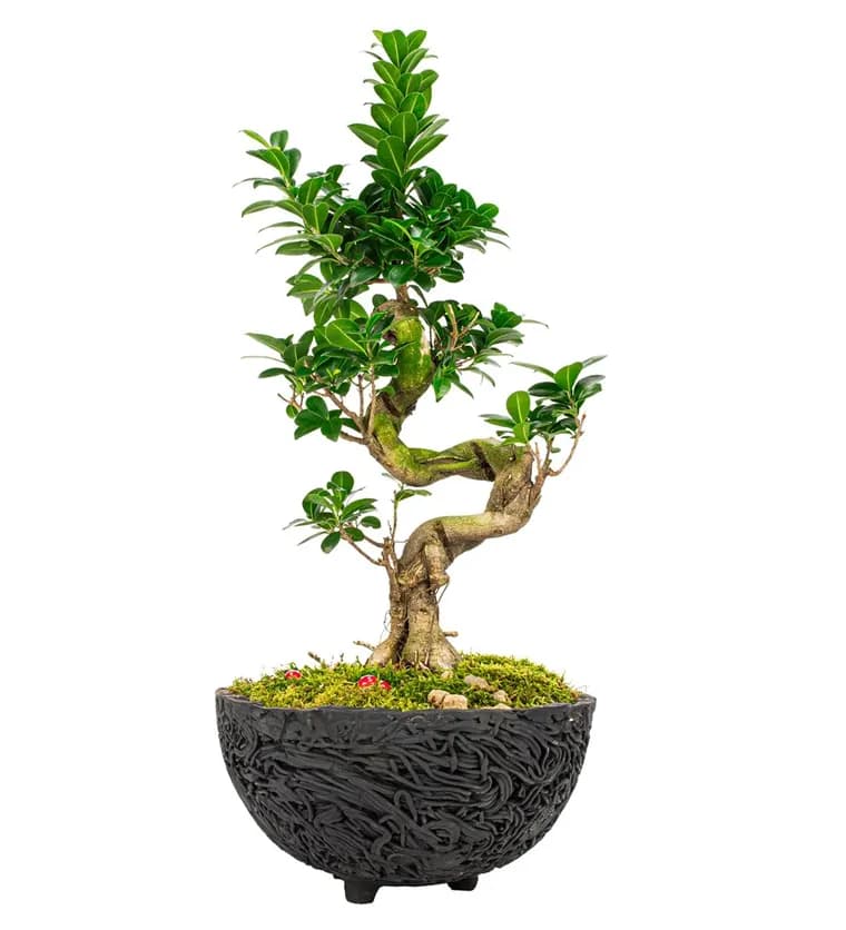 Noodle Serisi S Gövde Ficus Ginseng Bonsai Tasarım - Bartın çiçek siparişi