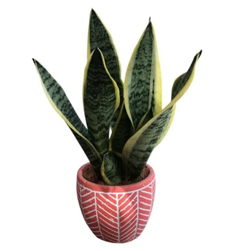 Balıkesir Paşa Kılıcı - Sansevieria Laurentii Kırmızı Siparişi