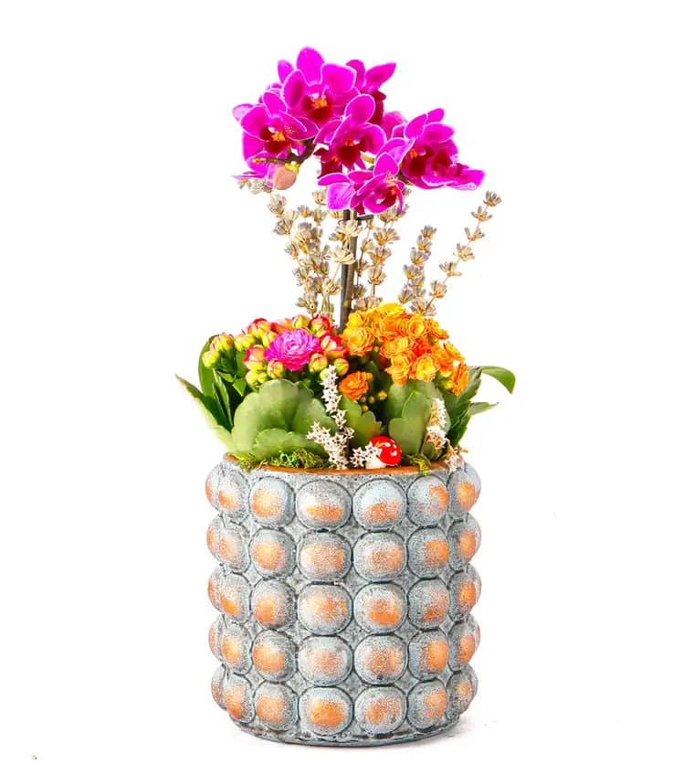 Sweet Candy Serisi Mini Mor Orkide ve Kalanchoe Tasarım - Tokat çiçek siparişi