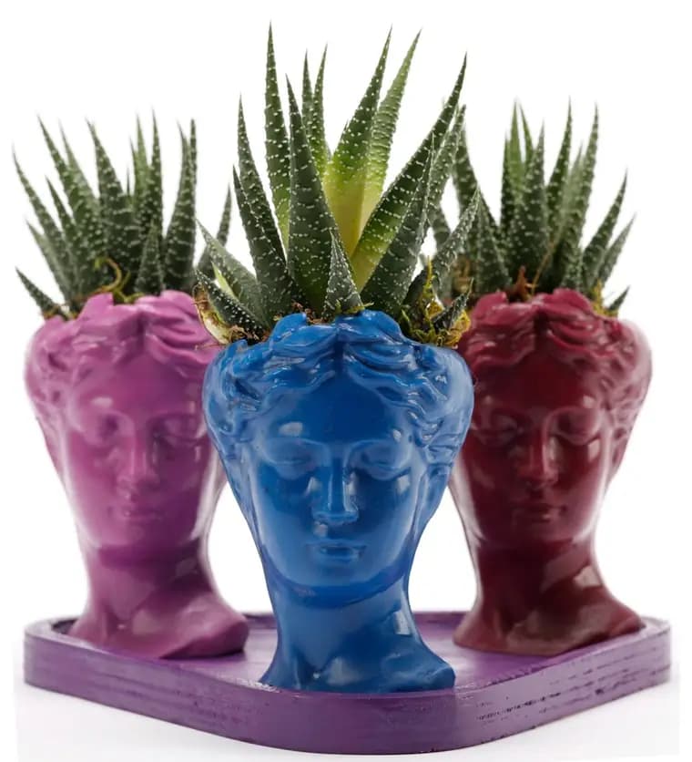 Trio Mini Helen Serisi Haworthia Tasarım - Mor Kaide - Yozgat çiçek siparişi