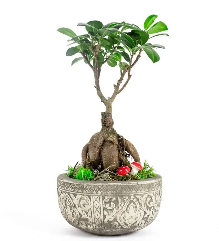 Kayıp Hazineler Serisi - Ficus Ginseng Bonsai Tasarım - Bartın çiçek siparişi