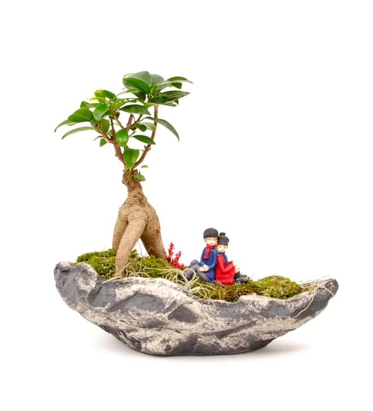 Marineris Serisi Sırt Sırta Bonsai Tasarım - Bartın çiçek siparişi